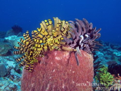 Feather stars trio by Laura Dinraths 
